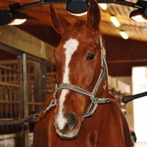 Horse Solariums & Equine Infrared Therapy